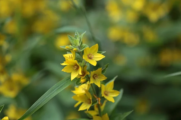 Loosestrife manchado (Lysimachia punctate ). — Fotografia de Stock