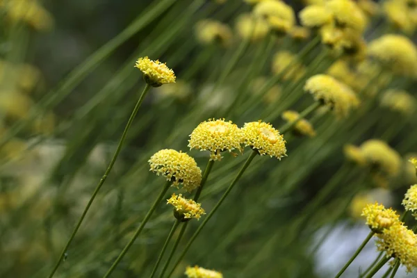 Flowers of Santolina rosmarinifolia — Stock Photo, Image