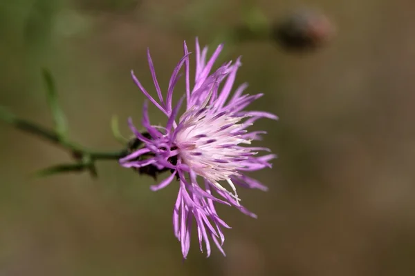 갈색 완두 (Centaurea Jacea)). — 스톡 사진