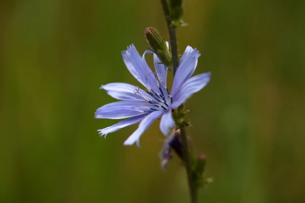 Achicoria común (Cichorium intybus) —  Fotos de Stock