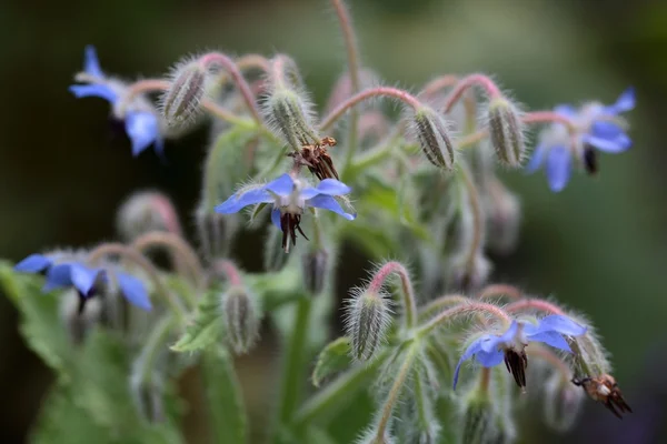 Borage (Borago officinalis) — Stock Photo, Image