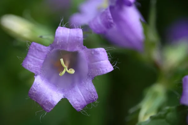 Nettle-leaved Bellflower — Stock Photo, Image