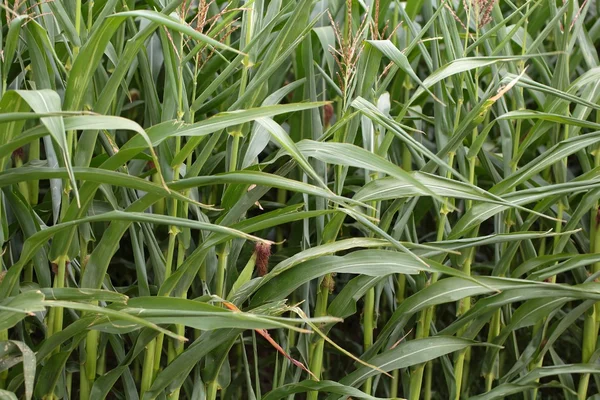 Maize Plants — Stock Photo, Image