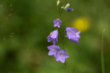 BlueBell