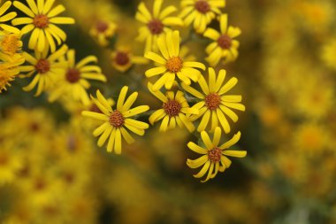 Ragwort çiçek