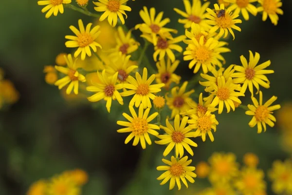 Ragwort çiçek — Stok fotoğraf