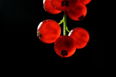 Kırmızı kuş üzümü