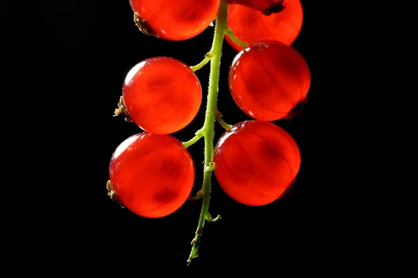 红醋栗 — 图库照片