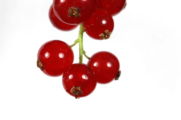 Rote Johannisbeeren — Stockfoto