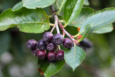 siyah chokeberries
