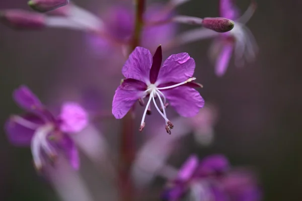 Fireweed — Φωτογραφία Αρχείου