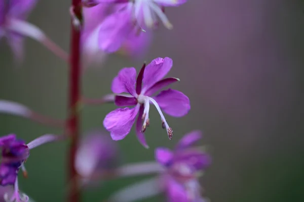 Fireweed — Φωτογραφία Αρχείου