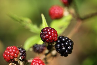 Kırmızı ve siyah böğürtlen meyve.