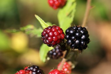 Kırmızı ve siyah böğürtlen meyve.