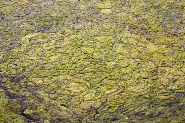Tapis d'algues sur un lac . — Photo