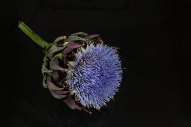enginar çiçekler