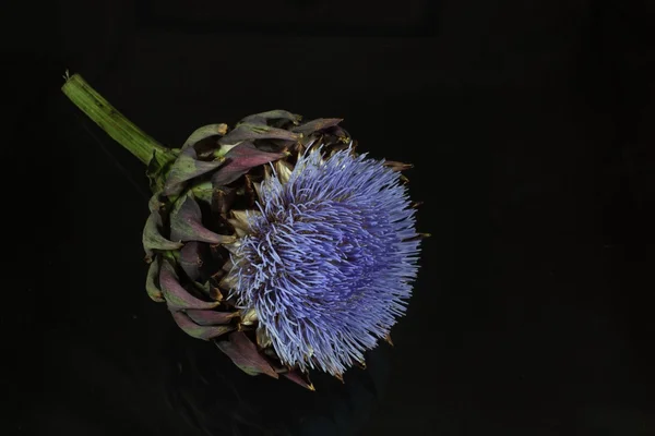 Flores de alcachofra — Fotografia de Stock