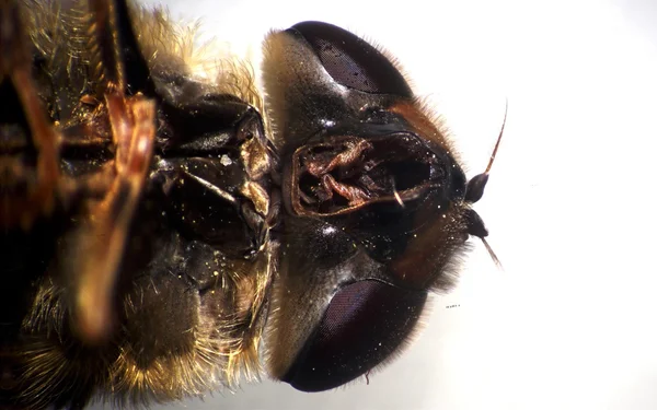 Kopf einer Schwebfliege — Stockfoto