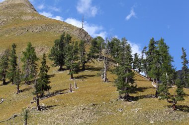Alp otlakta eski ağaçlar