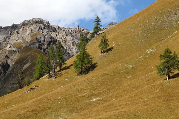 Vecchi alberi sulle praterie alpine — Foto Stock