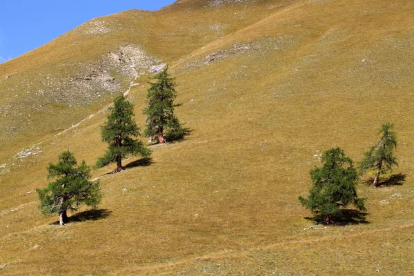 Старі дерева на альпійських луках — стокове фото