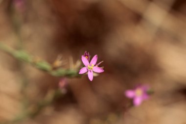 Bir Schenkia baharat bitkisinin çiçeği. 