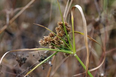 Uzun düz bir bitki olan Cyperus eragrostis 'in infloresansı.
