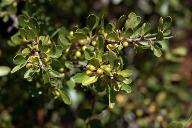 Kara Diken, Rhamnus Lycioides, yeşil meyve ve yapraklı dal