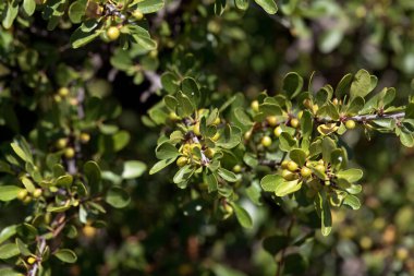 Kara Diken, Rhamnus Lycioides, yeşil meyve ve yapraklı dal