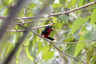 Sakallı barbet, Pogonornis dubius, bir palmiye ağacında, Gambiya. 