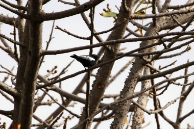 White shouldered black tit, Melaniparus guineensis, in a tree, The Gambia. 