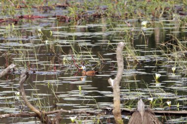 Afrika Pigme Kaz, Nettapus auratus, yoğun bir şekilde bitkilerle kaplı bir göl üzerinde, Gambiya
