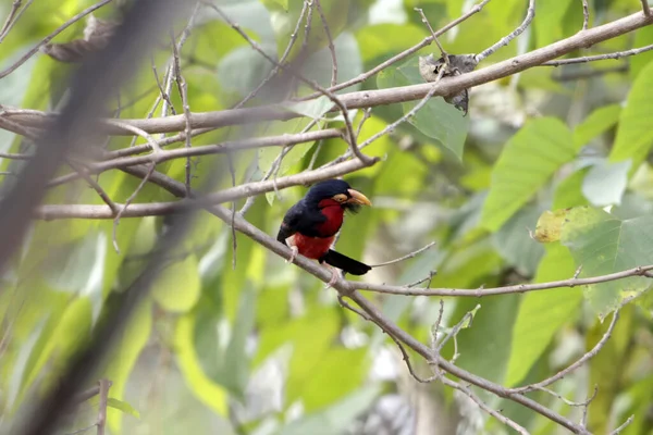 Sakallı barbet, Pogonornis dubius, bir palmiye ağacında, Gambiya. 