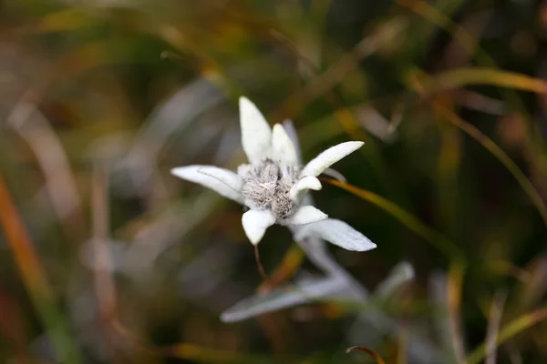 Alpejskiego edelweiss — Zdjęcie stockowe