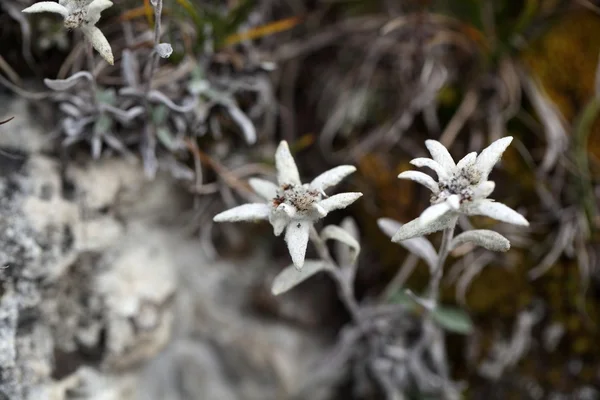 Edelweiss alpin — Photo