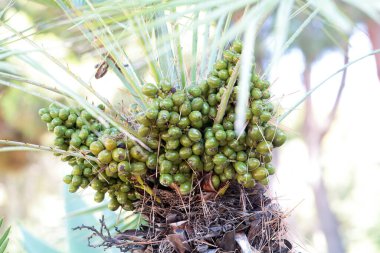 Avrupa hayran palmiyesi meyveleri, Chamaerops humili