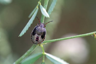 Vernal Shieldbug, Peribalus strictus, bir bitki üzerinde. 