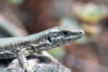 Yaygın bir duvar kertenkelesi portresi, Podarcis muralis,