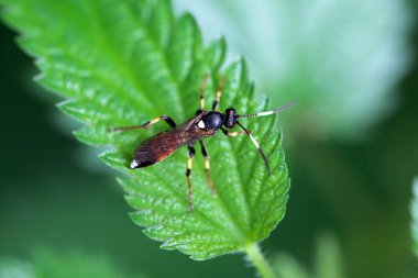 Ichneumon yaban arısı Yaprak üzerindeki Ichneumon karıştırıcısı.