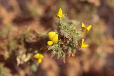 Ononis natrix 'in sarı okları.
