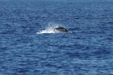 Atlantik mavi yüzgeçli ton balığı, Thunnus tinus, sudan çıkar, İspanya.