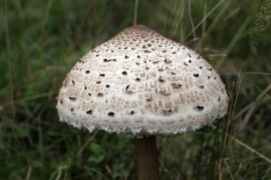 Şemsiye mantar (Macrolepiota procera)