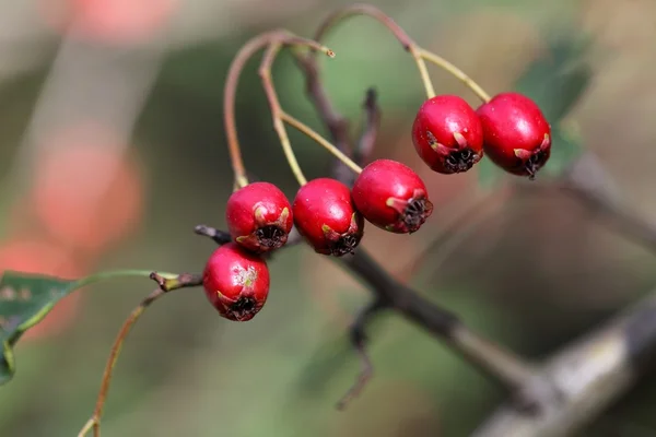 Hawthorn Fruits — Stock Photo, Image