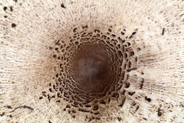Cogumelo parasol (Macrolepiota procera ) — Fotografia de Stock
