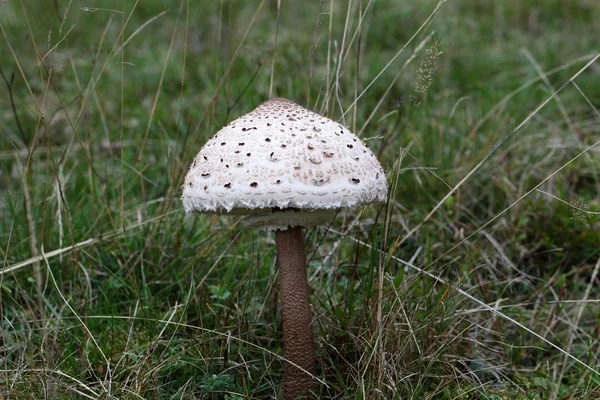 Grote parasolzwam (Macrolepiota procera) — Stockfoto