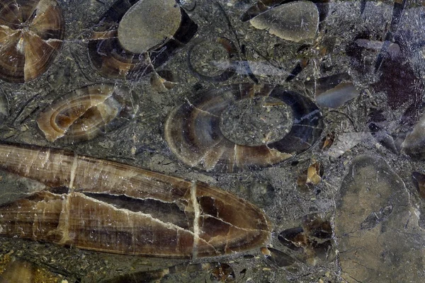 Champ de bataille Belemnite — Photo