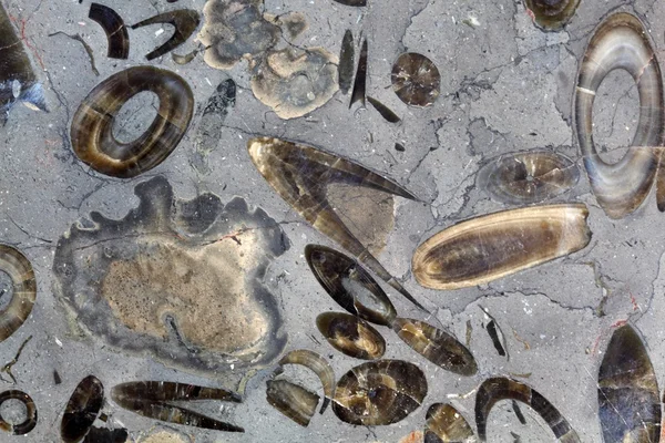 Campo de Batalha de Belemnite — Fotografia de Stock