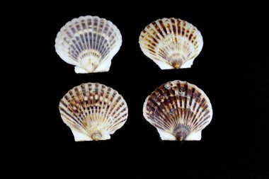 Siyah arka plan ile Midye kabukları