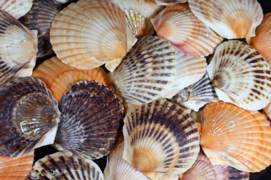 Arka plan olarak Midye kabukları