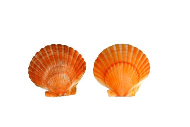 Kırmızı Midye kabukları